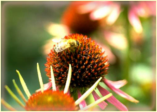 honeybee on echinacea