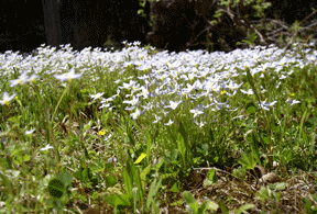 bluets in bloom