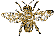drone bee